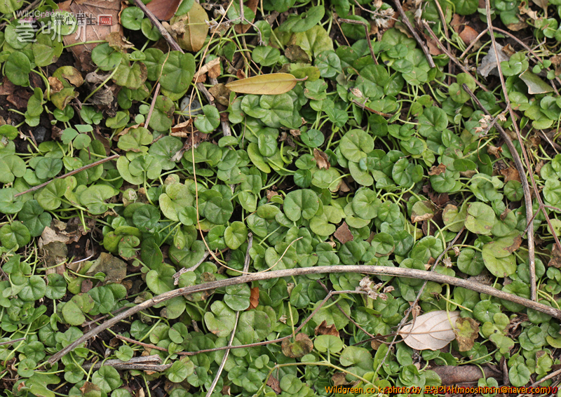 w-아욱메풀 (1).jpg