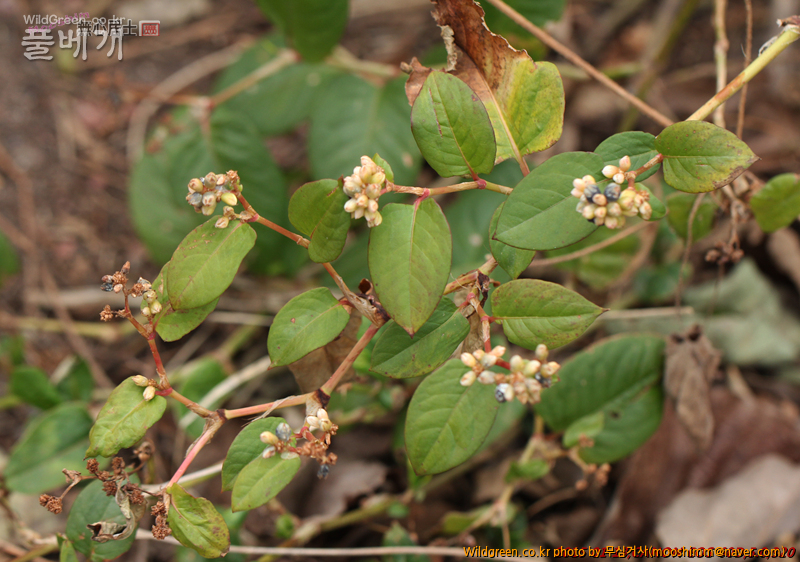 w-덩굴모밀 (2).jpg