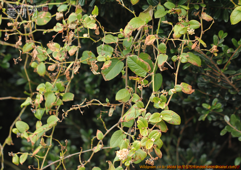 w-덩굴모밀 (3).jpg