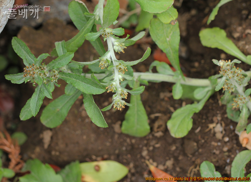 w-자주풀솜나물 (4).jpg