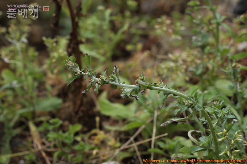 w-자주풀솜나물 (3).jpg