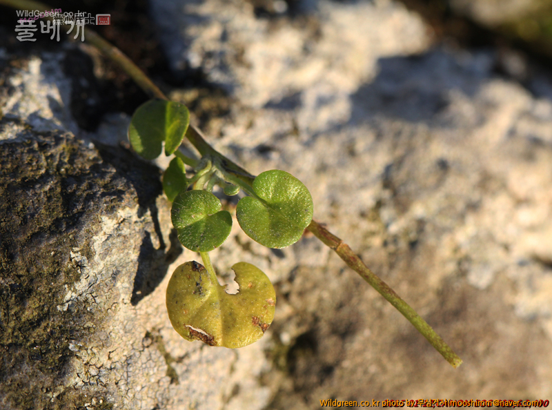 w-아욱메풀 (5).jpg