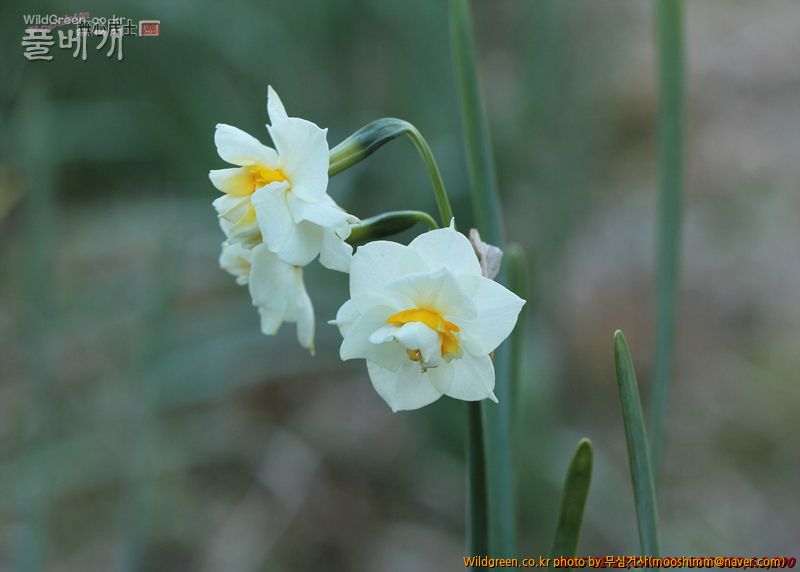 w-제주수선화 (2).jpg