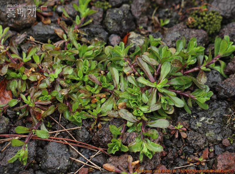 w-양장구채 (3).jpg