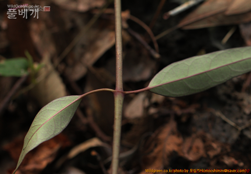 w-영주치자 (1).jpg