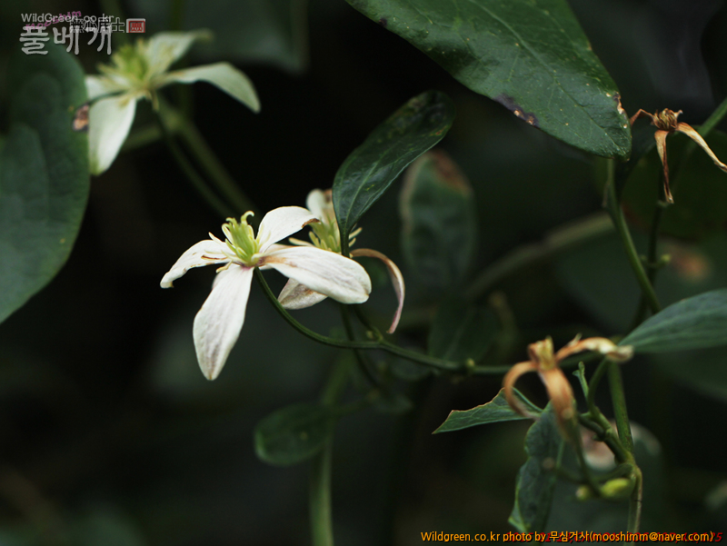 w-참으아리 (1).jpg