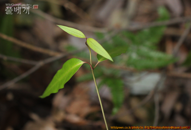 w-영주치자 (3).jpg