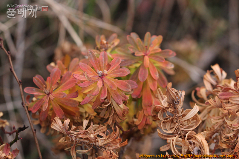 w-제주대극 (3).jpg