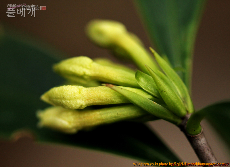 w-제주백서향 (4).jpg