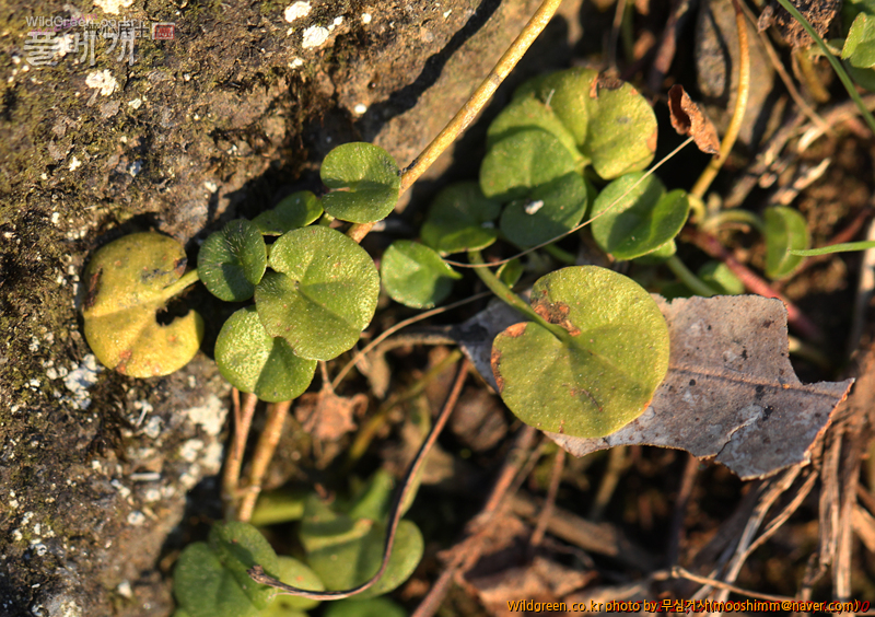 w-아욱메풀 (3).jpg