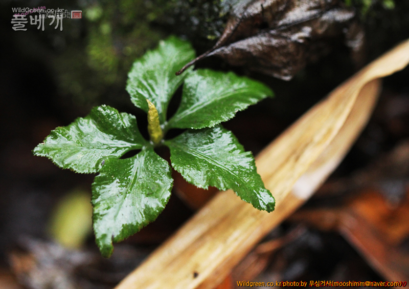 w-제주고사리삼 (4).jpg