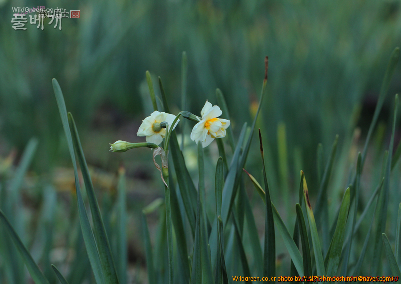 w-제주수선화 (3).jpg