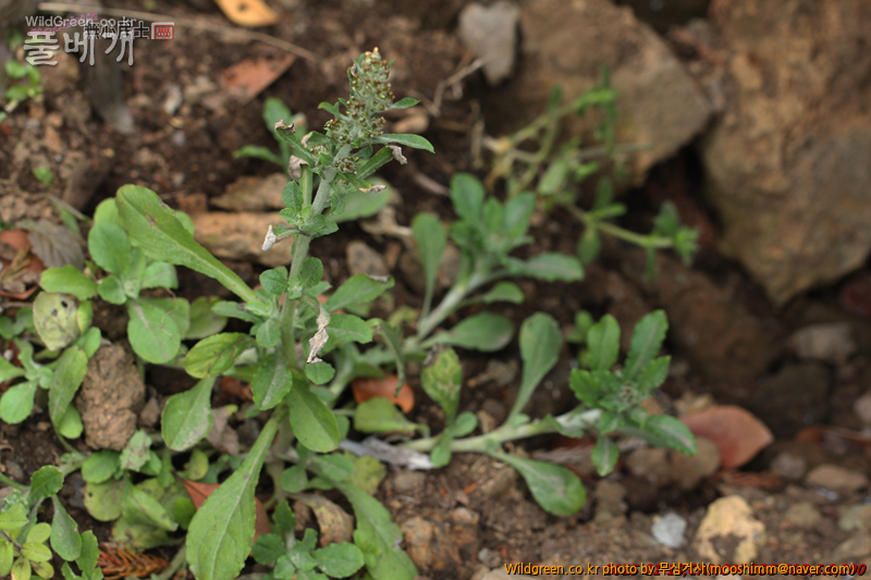 w-자주풀솜나물 (5).jpg