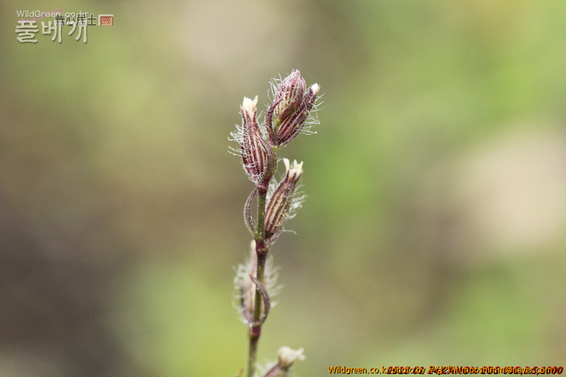 w-양장구채 (4).jpg