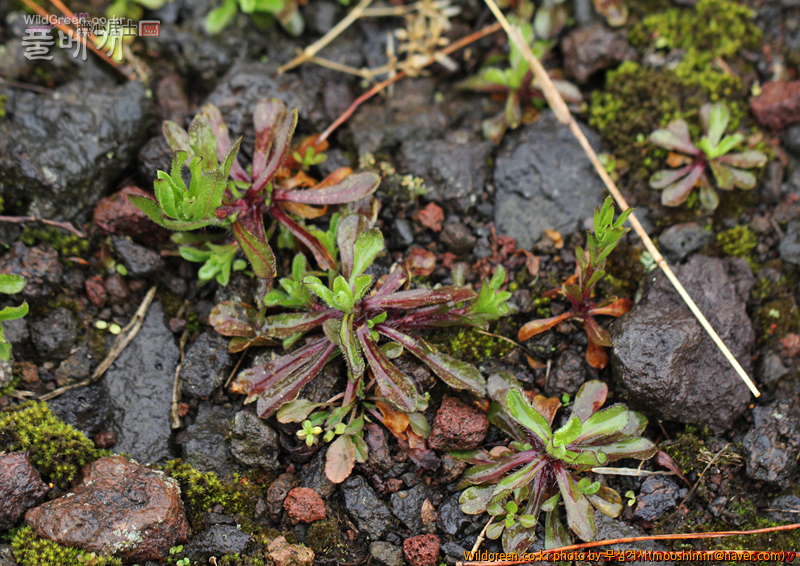 w-양장구채 (1).jpg