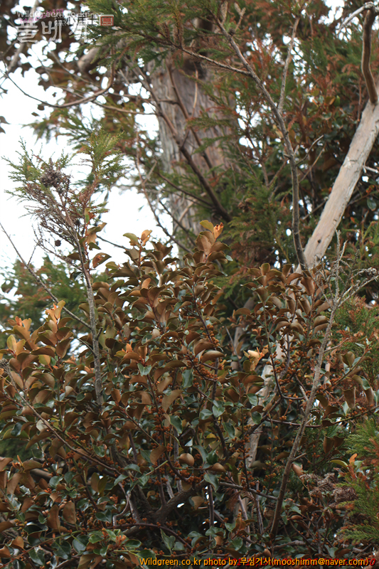 w-참나무겨우살이 (1).jpg