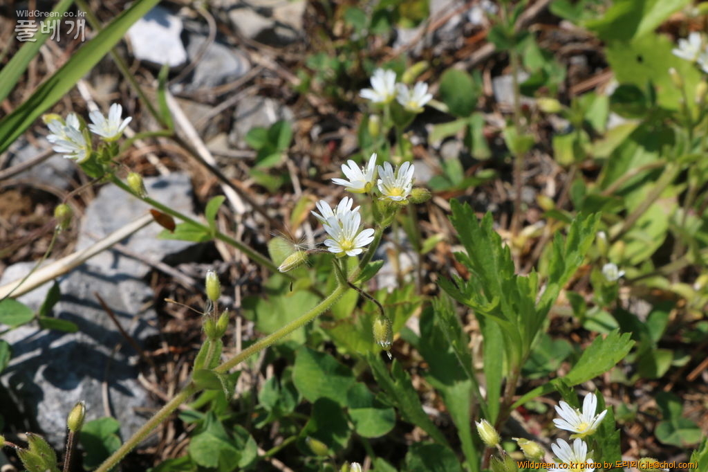 mcjle150523 만항재 큰점나도나물 117.JPG