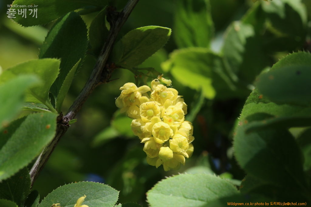 mcjle150524 함백 매발톱나무 513.JPG