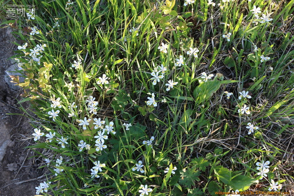 mcjle150524 함백 노랑무늬붓꽃 466.JPG