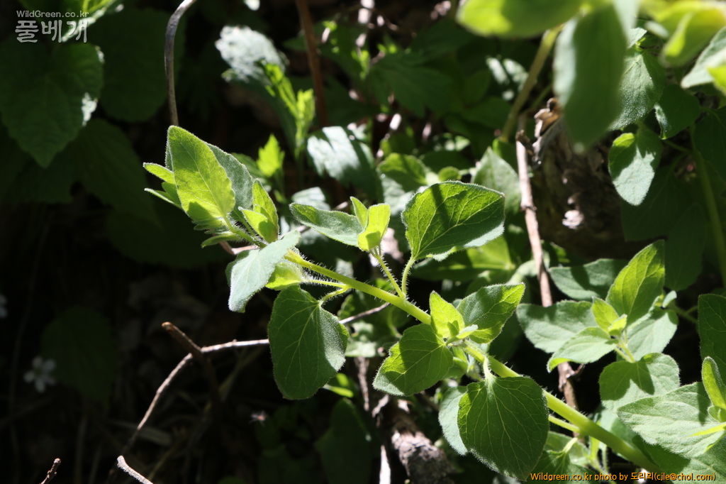 mcjle150524 함백 만삼 485.JPG