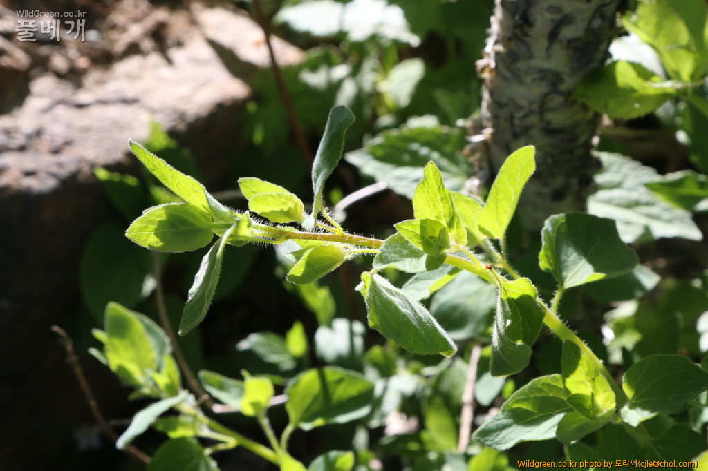 mcjle150524 함백 만삼 483.JPG