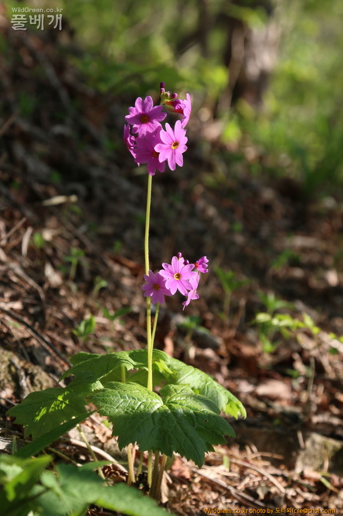 mcjle150523 태백 큰앵초 354.JPG