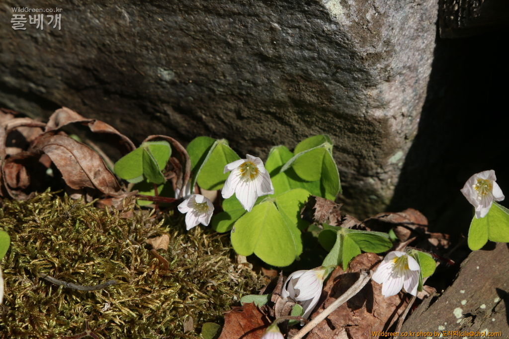 mcjle150523 태백 애기괭이밥 263.JPG