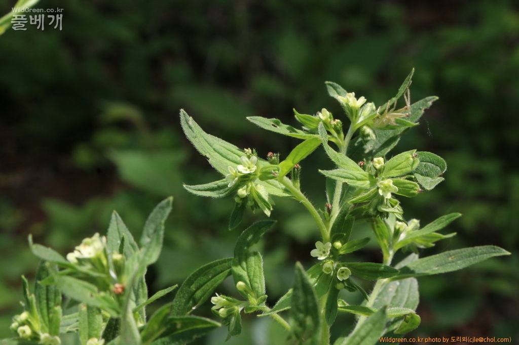 mcjle150523 한반도 지치 049.JPG