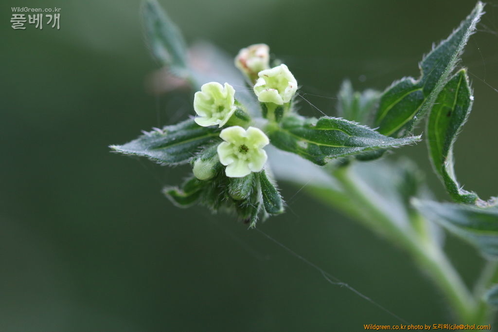 mcjle150523 한반도 지치 033.JPG