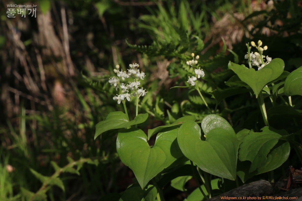 mcjle150523 태백 두루미꽃 320.JPG