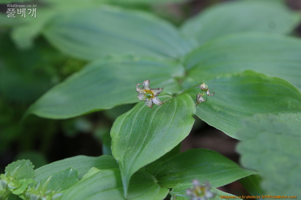 mcjle150523 태백 금강애기나리 160.JPG