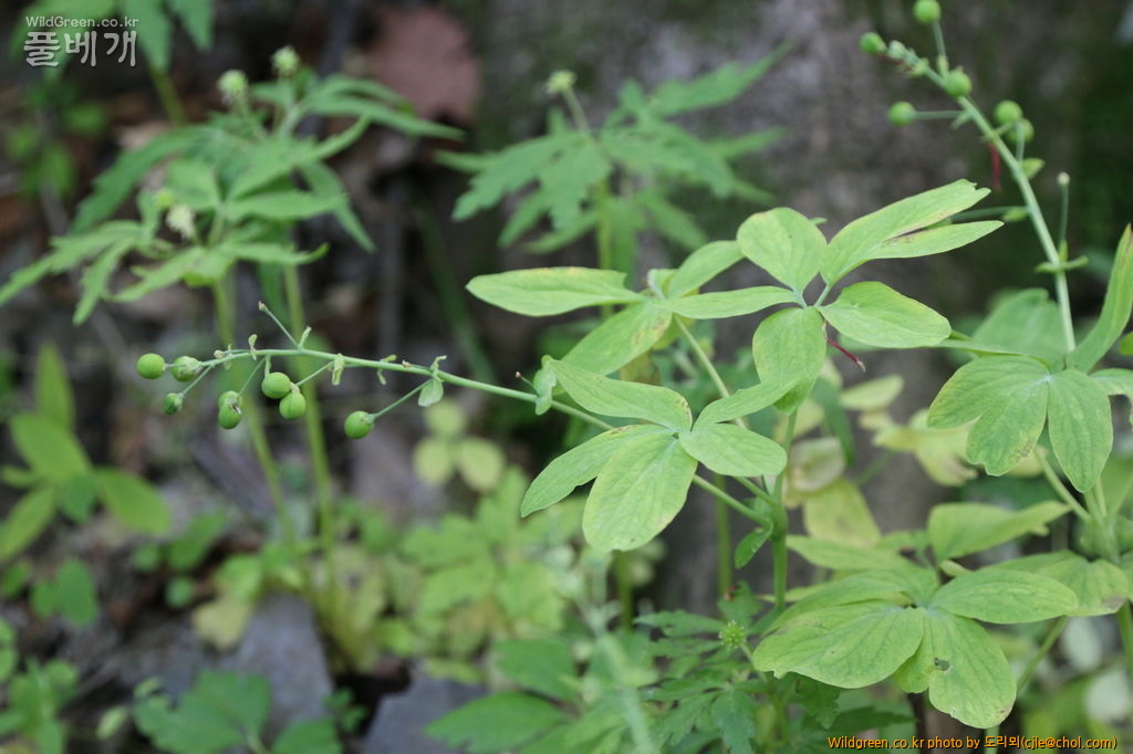 mcjle150523 태백 한계령풀 194.JPG