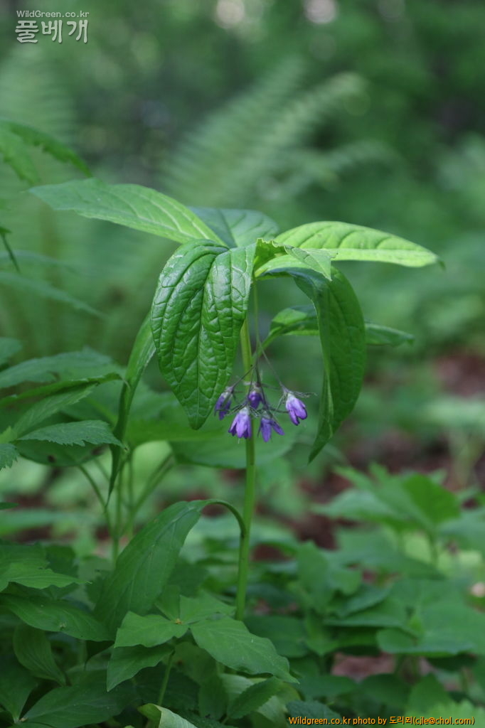 mcjle150523 태백 당개지치 210.JPG