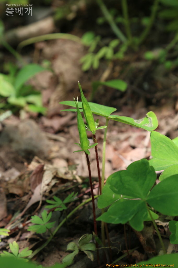 mcjle150523 태백 큰괭이밥 220.JPG