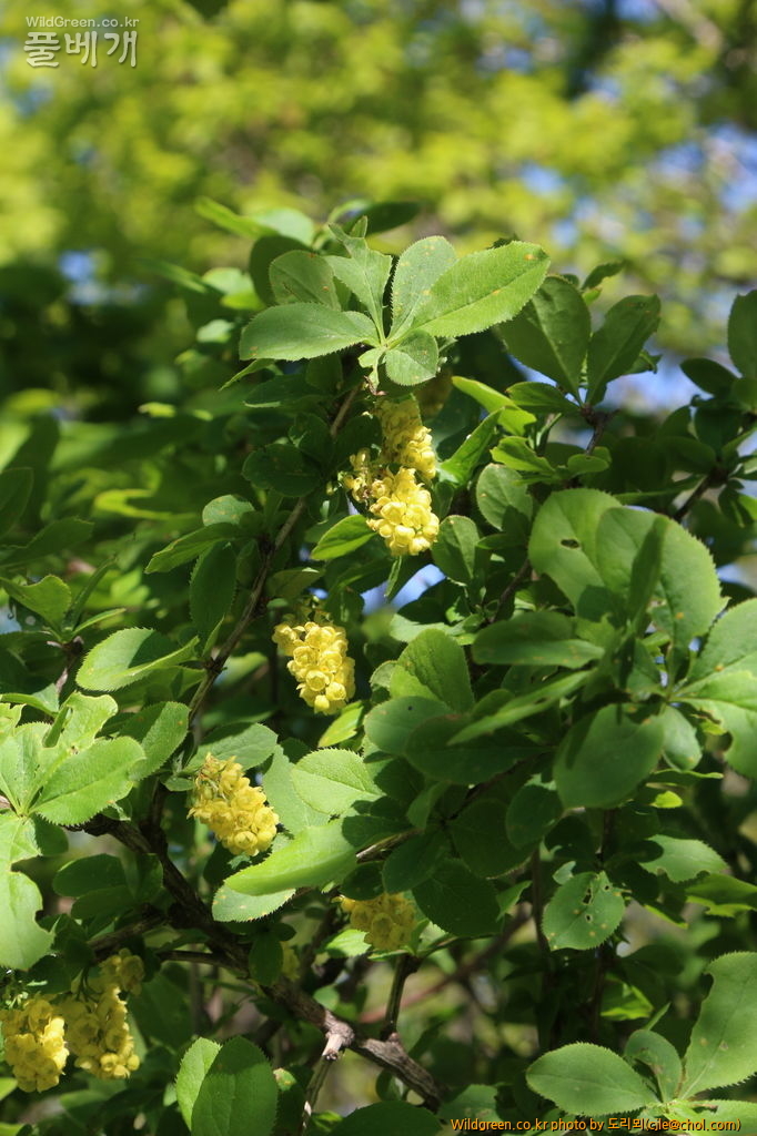 mcjle150524 함백 매발톱나무 531.JPG