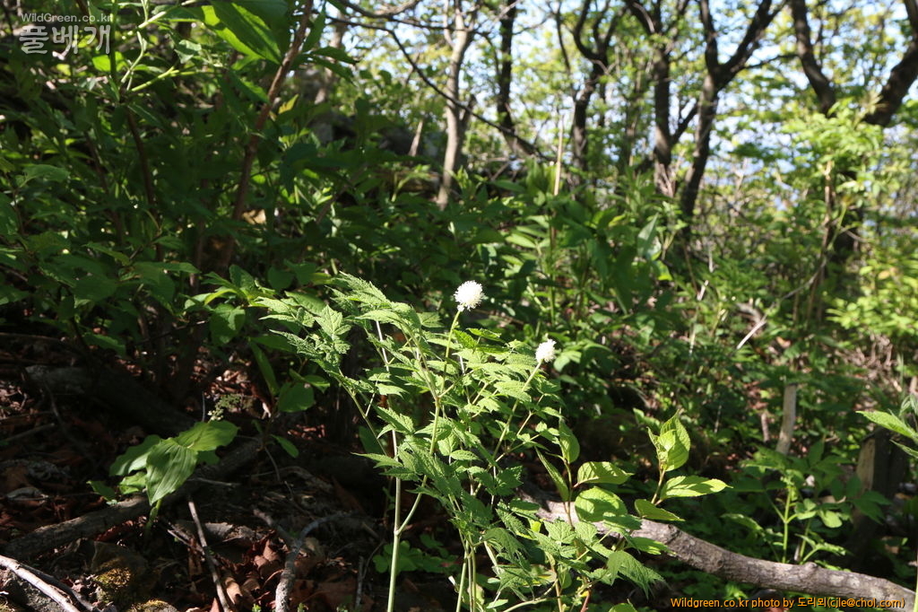 mcjle150524 함백 노루삼 487.JPG