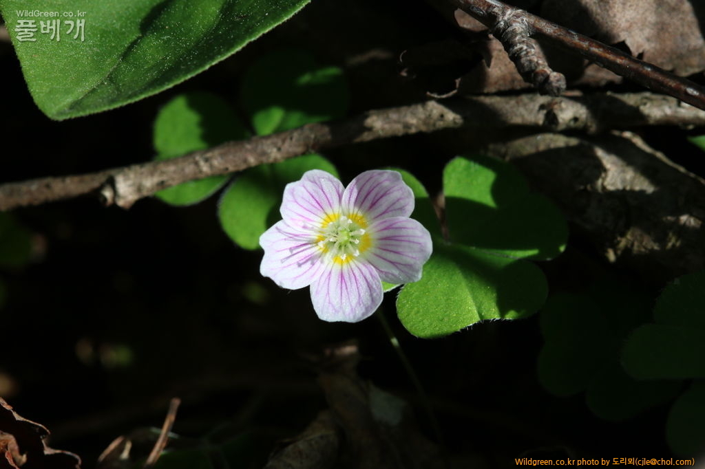 mcjle150523 태백 애기괭이밥 368.JPG