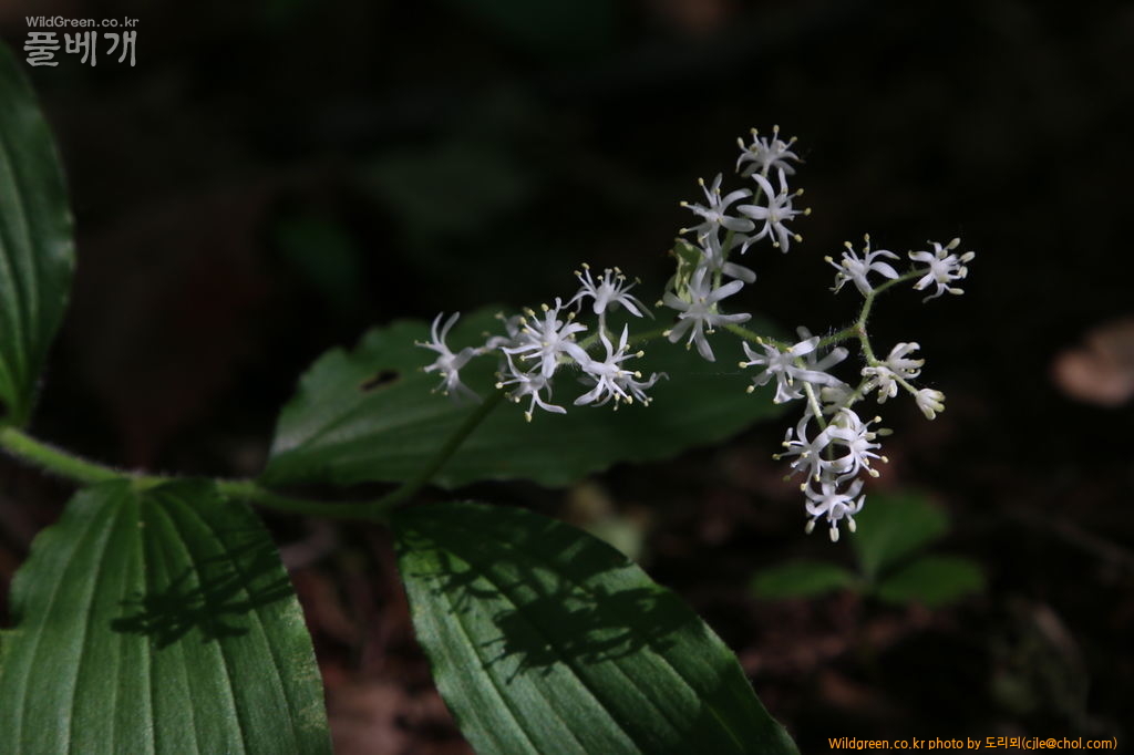 mcjle150523 태백 풀솜대 128.JPG