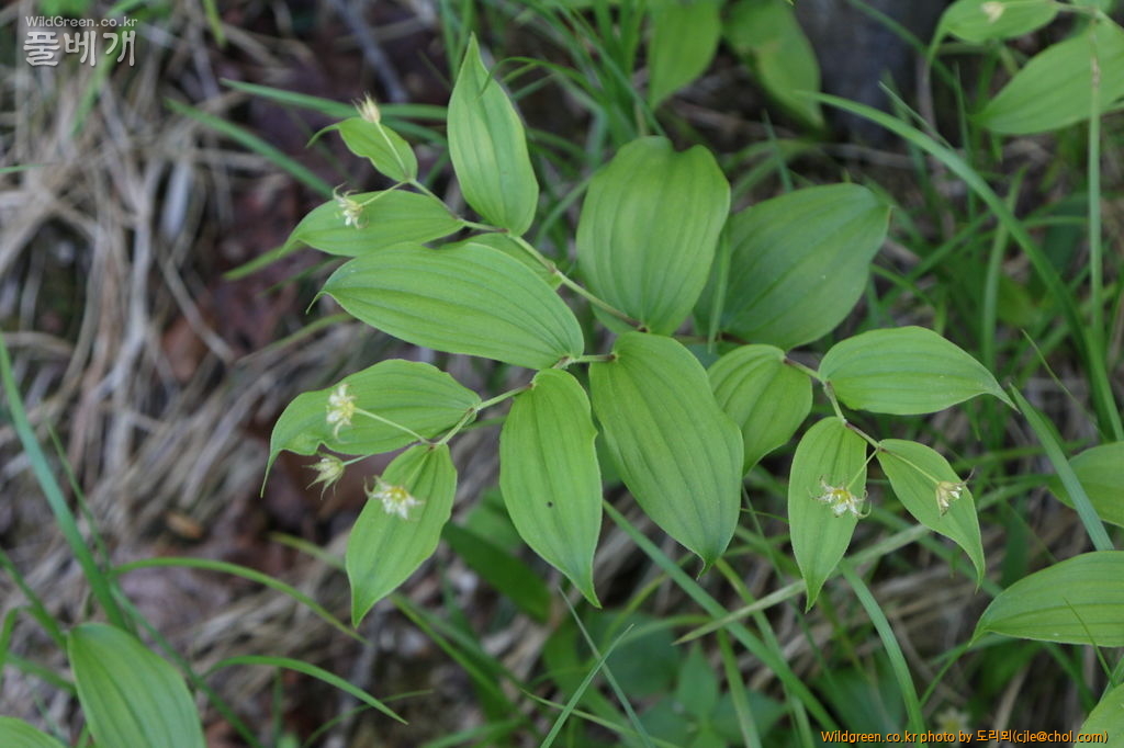 mcjle150523 태백 금강애기나리 380.JPG