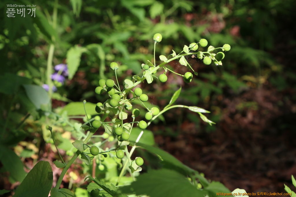 mcjle150523 태백 한계령풀 196.JPG