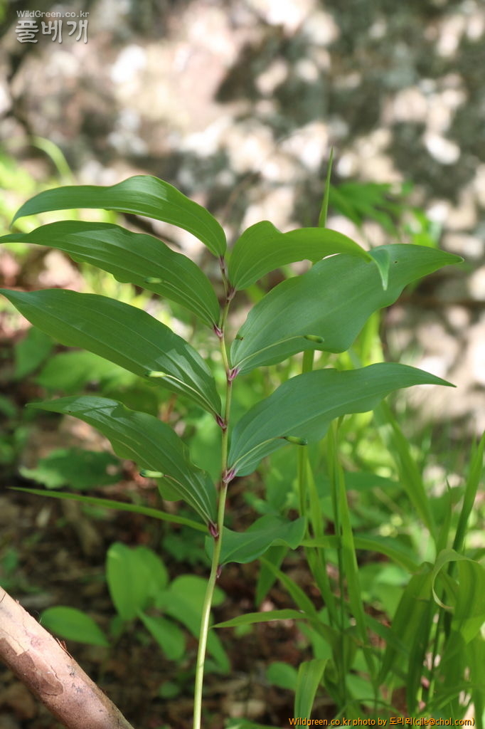 mcjle150523 태백 죽대 230.JPG