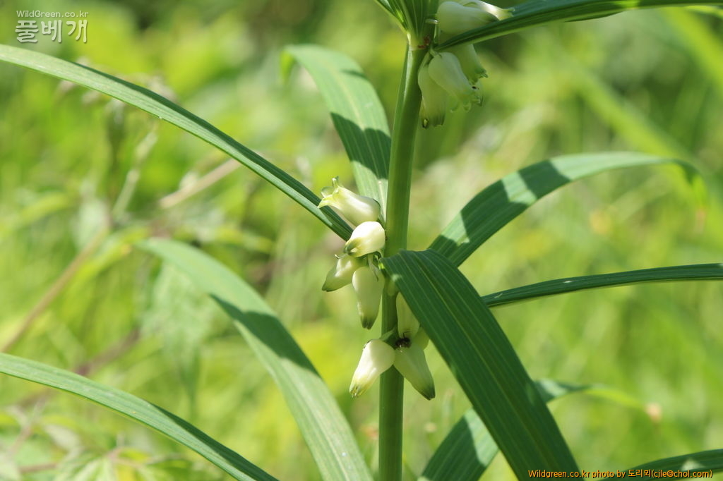 mcjle150524 동강 층층둥굴레 618.JPG