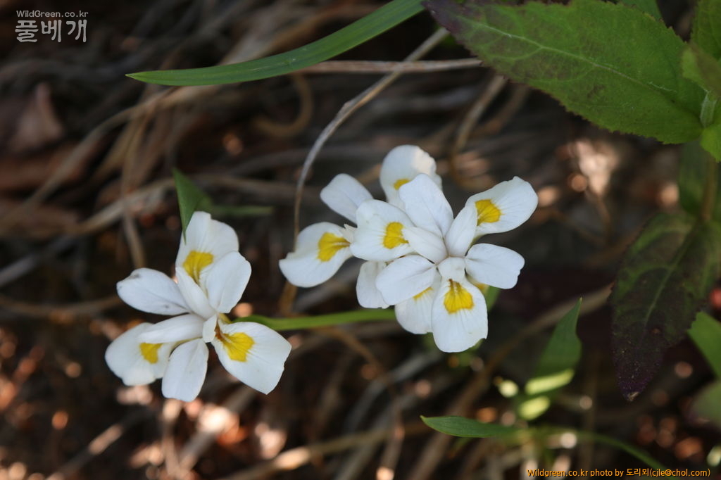 mcjle150524 함백 노랑무늬붓꽃 453.JPG