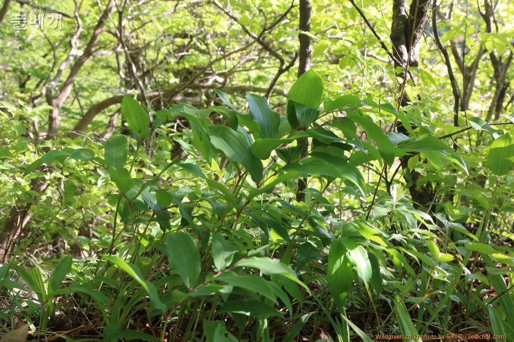 mcjle150523 태백 죽대 228.JPG