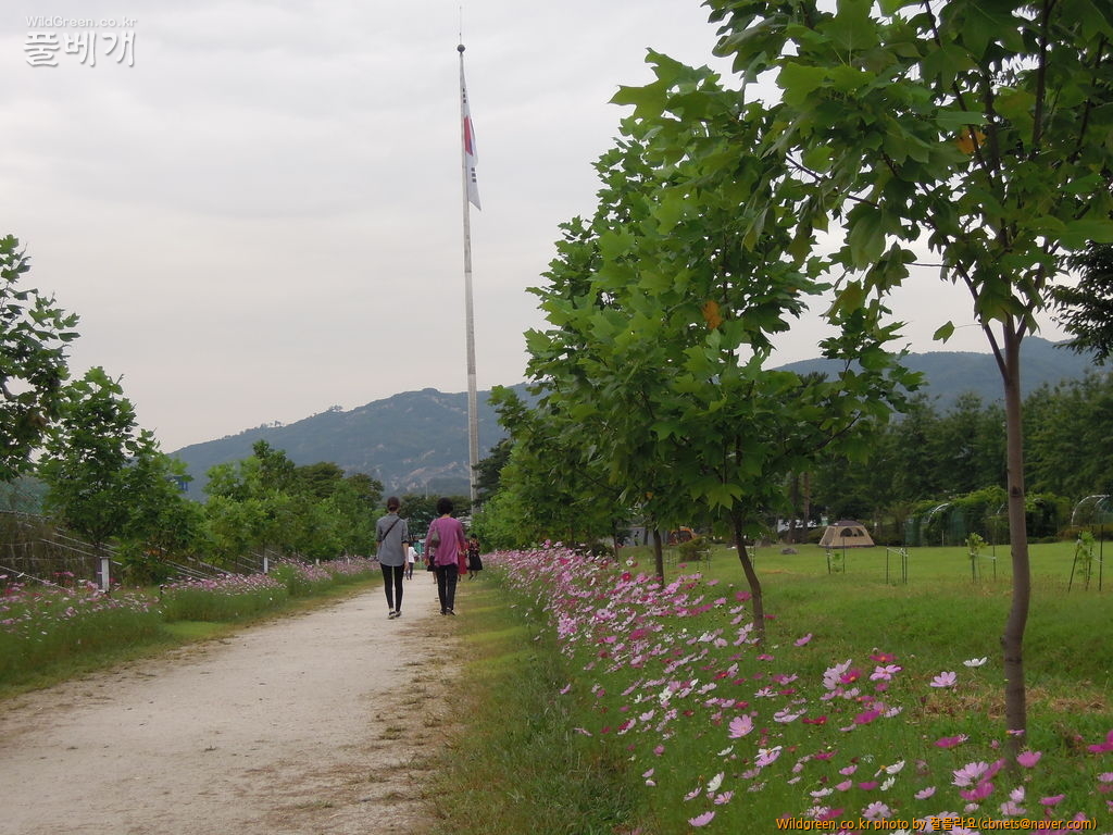 9월17일 코스모스6번밭 014.JPG : 구리한강시민공원 코스모스 축제