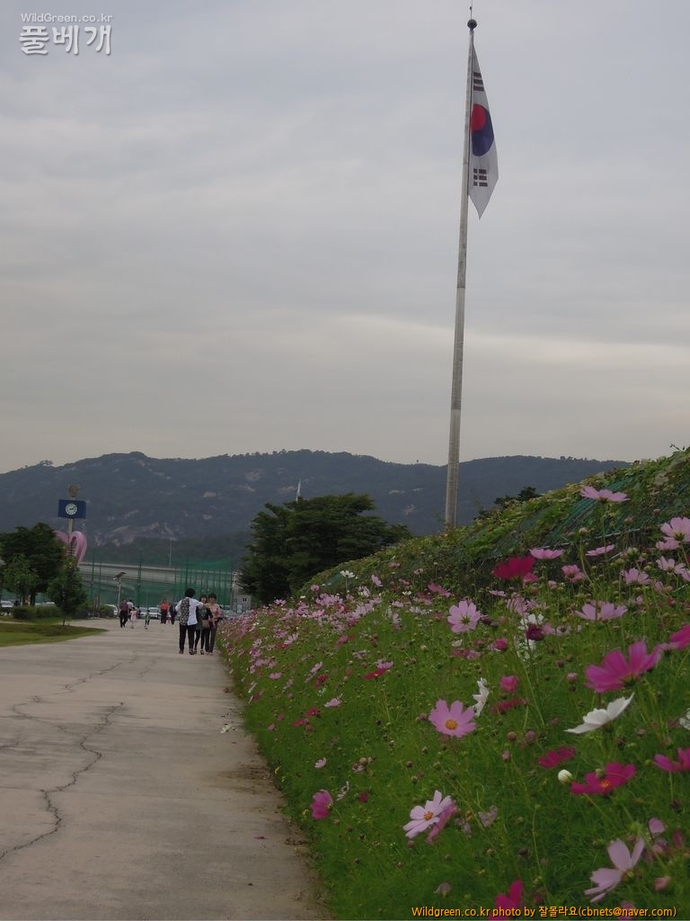 9월17일 코스모스6번밭 015.JPG : 구리한강시민공원 코스모스 축제