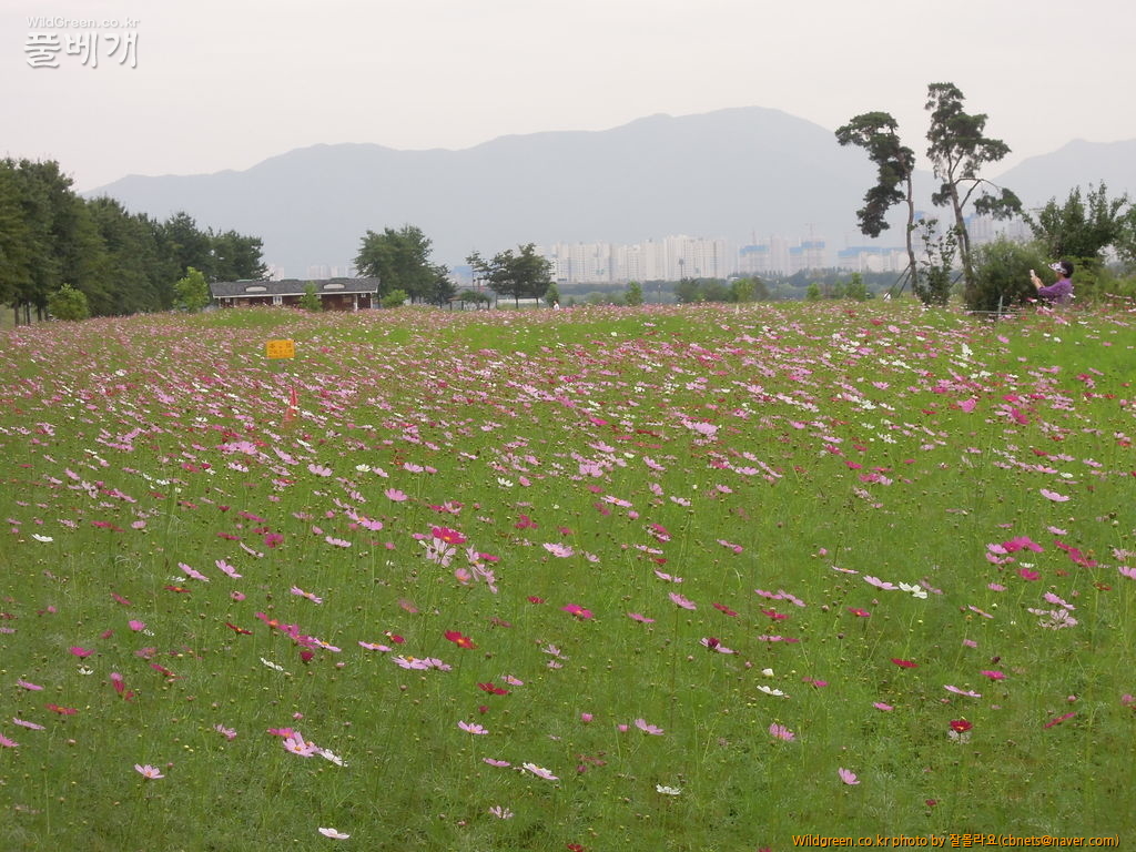 9월17일 코스모스6번밭 017.JPG : 구리한강시민공원 코스모스 축제
