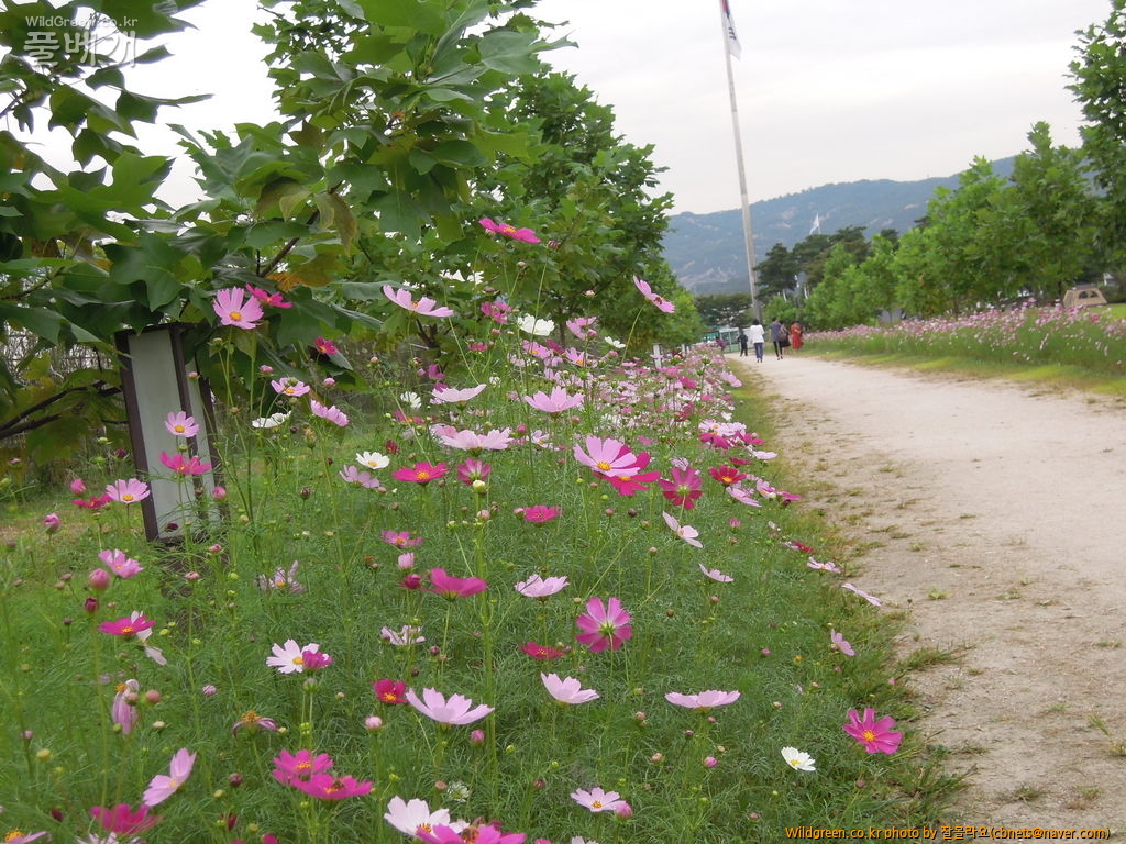 9월17일 코스모스6번밭 013.JPG : 구리한강시민공원 코스모스 축제