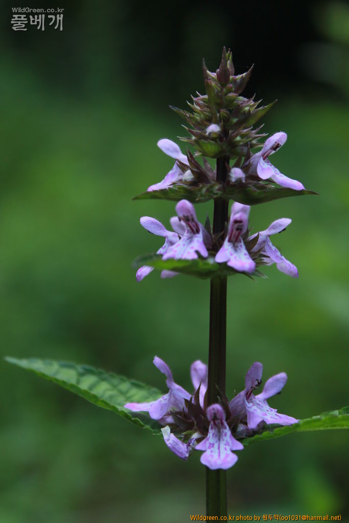 IMG_2140.JPG : 금오산에서