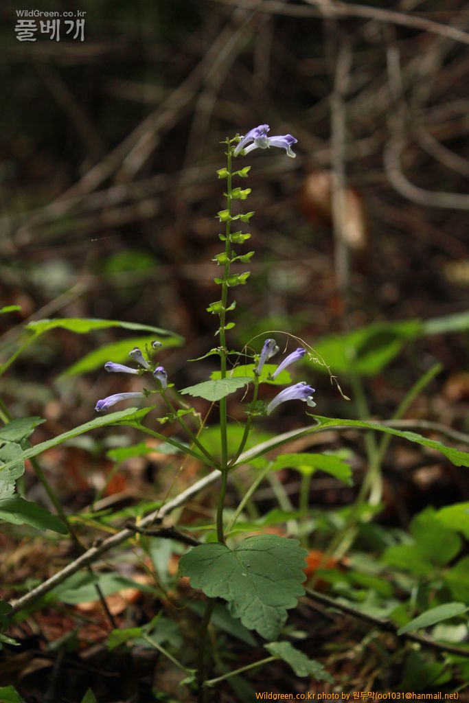 IMG_2087.JPG : 금오산에서